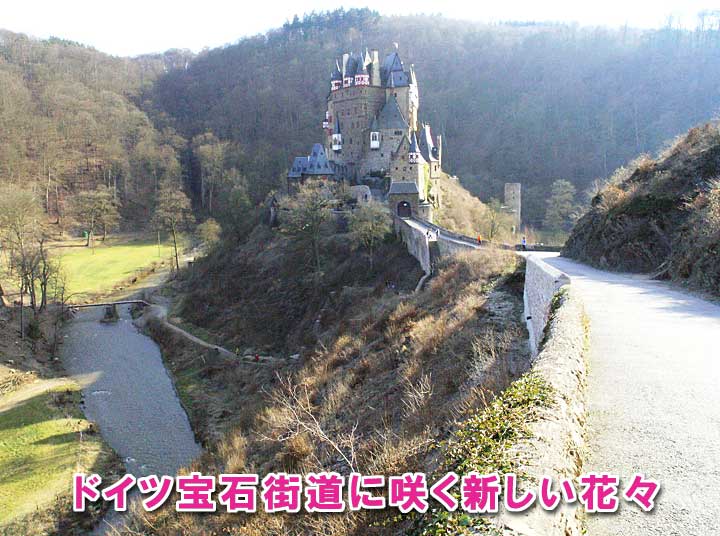 �h�C�c��ΊX���ɍ炭�V�����ԁX